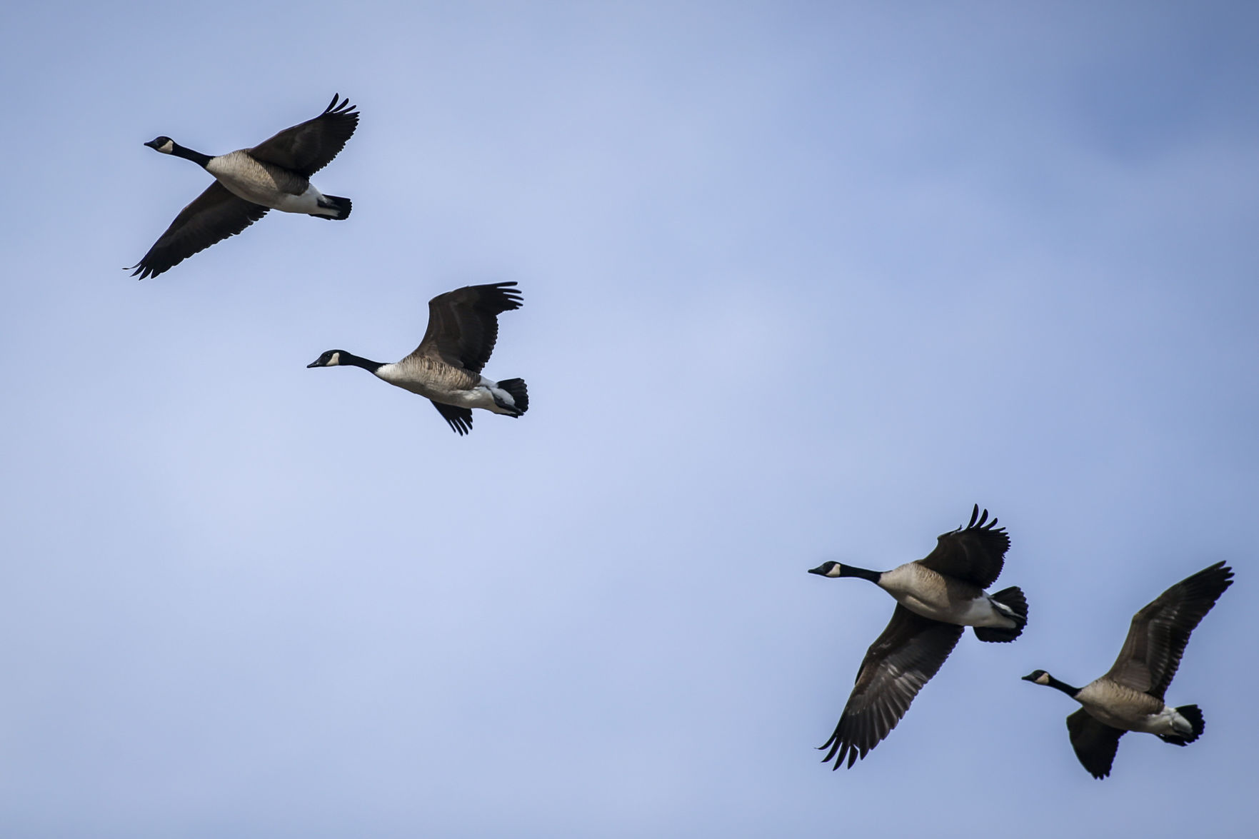TAKING FLIGHT